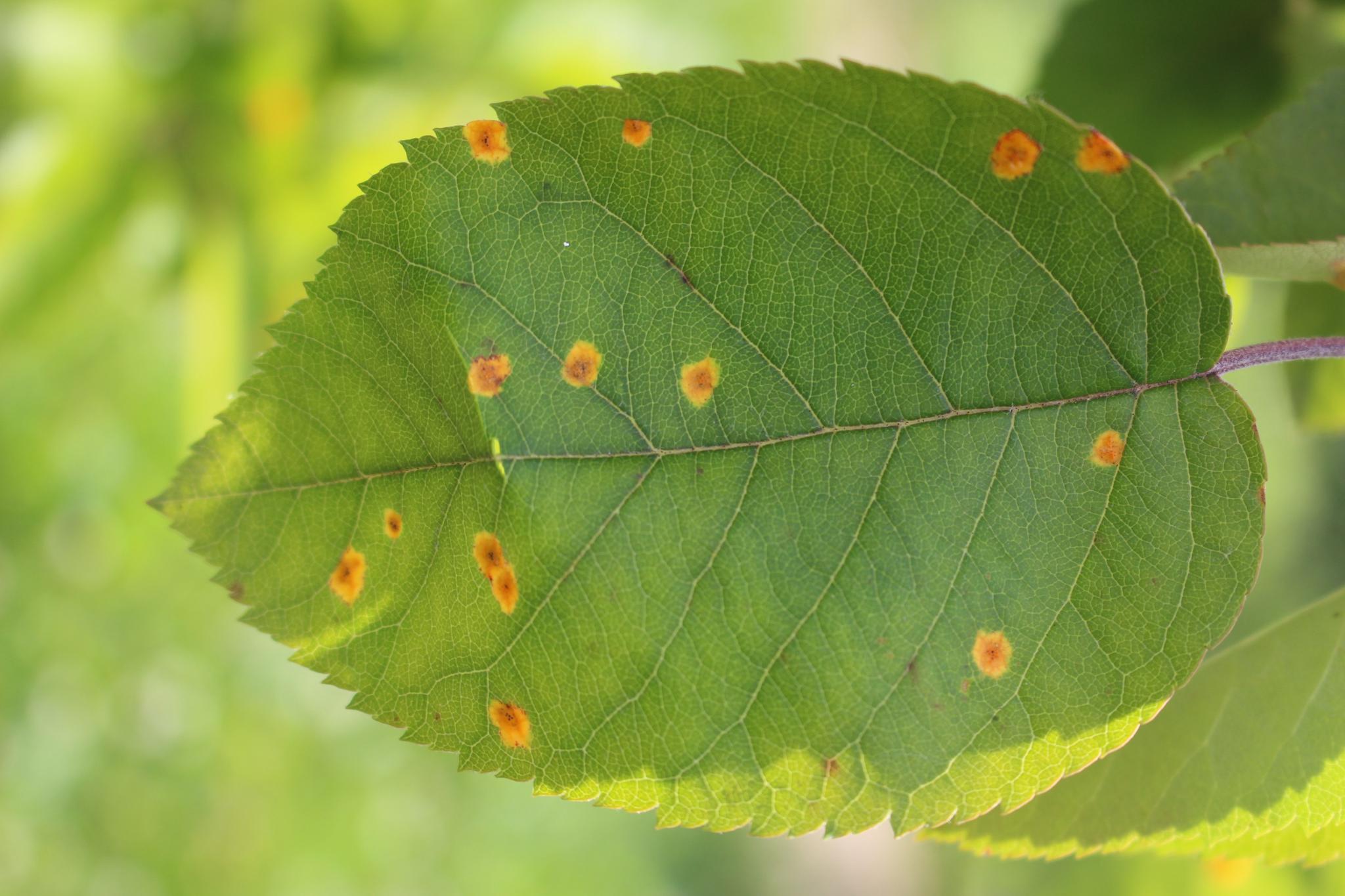 Plant Pathology